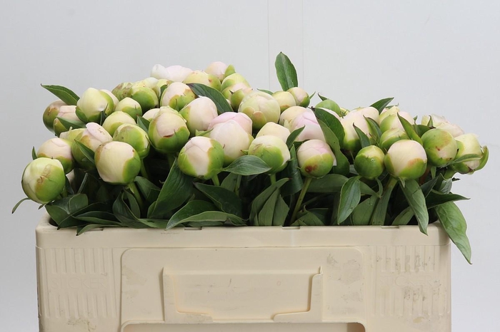 <h4>Paeonia Chiffon Parfait</h4>