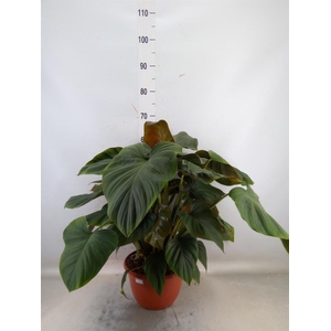 Planten Groen   ...L%