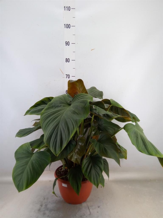 <h4>Planten Groen   ...L%</h4>