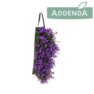 Campanula Ambella Purple Wandhanger