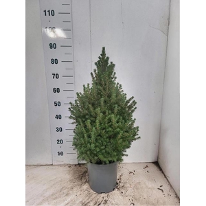 PICEA GL CONICA