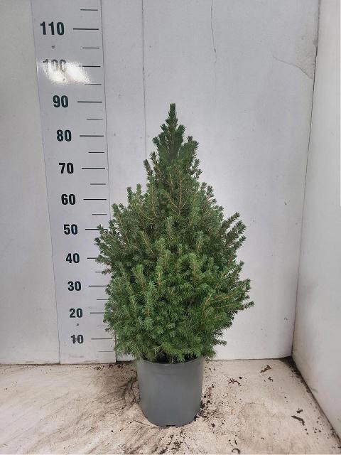 <h4>PICEA GL CONICA</h4>