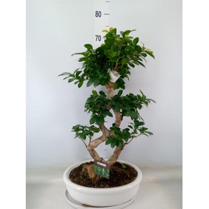 Ficus microcarpa 'Ginseng'