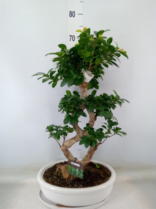 <h4>Ficus microcarpa 'Ginseng'</h4>