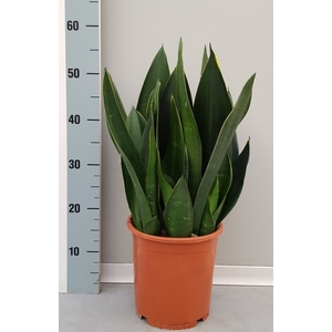 Sansevieria trifa.   ...