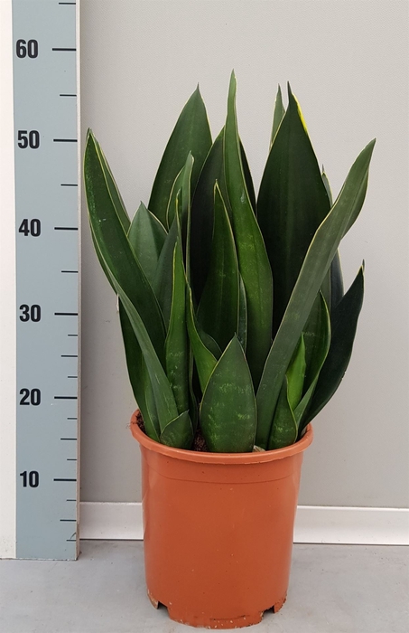 <h4>Sansevieria trifa.   ...</h4>