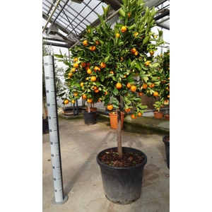 Citrus Calamondin on stem
