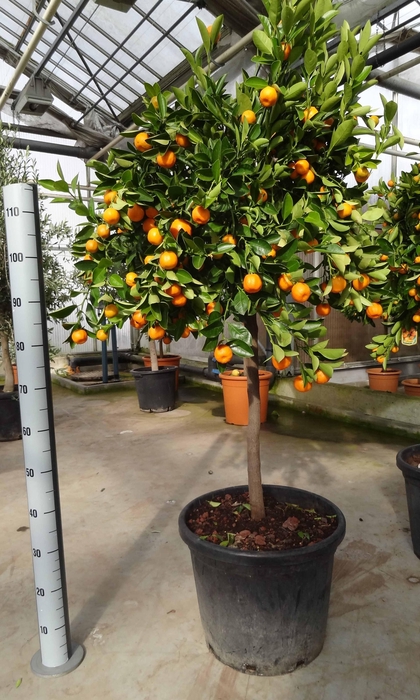 <h4>Citrus Calamondin on stem</h4>