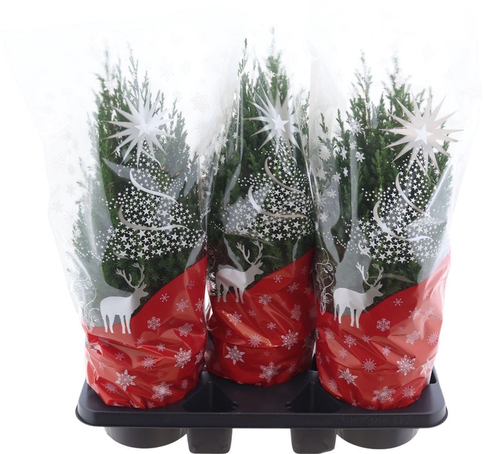 <h4>Juni Ch Stricta</h4>