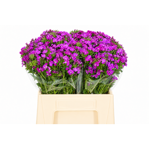 Dianthus Br Amazon Neon Purple