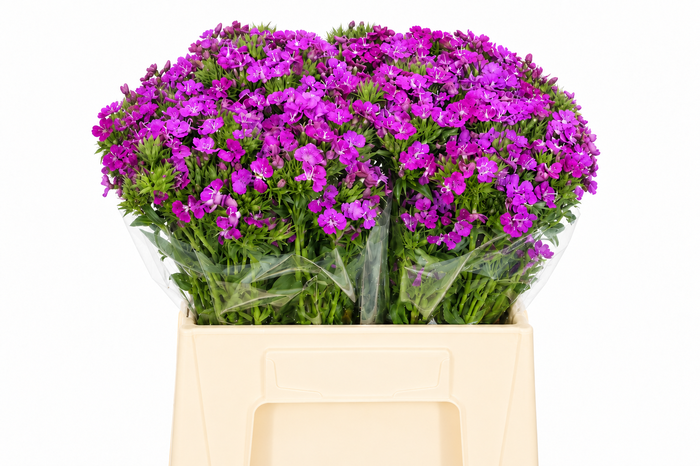 <h4>Dianthus Br Amazon Neon Purple</h4>
