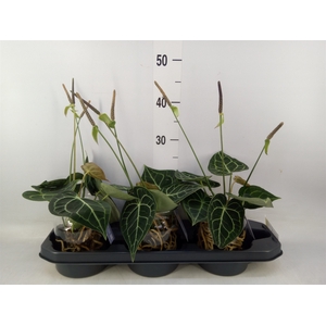 Anthurium clarinervium