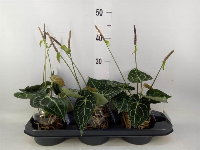 <h4>Anthurium clarinervium</h4>