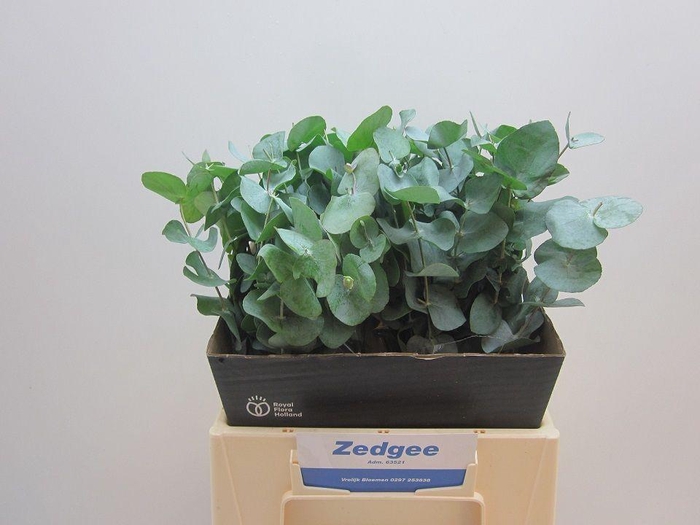 <h4>EUCA CINEREA</h4>