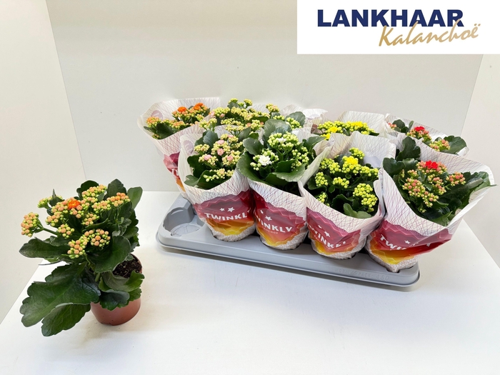 KAL GE PERF GEM 5 KL