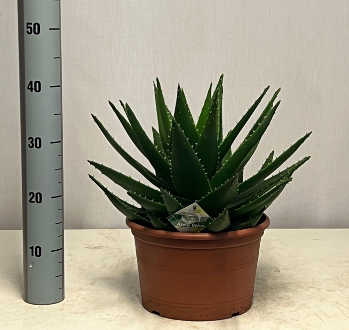 <h4>ALOE PERFOLIATA</h4>
