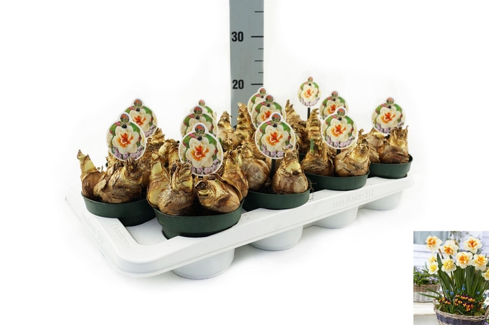 <h4>Narcissus DU 'Peach Swirl'</h4>