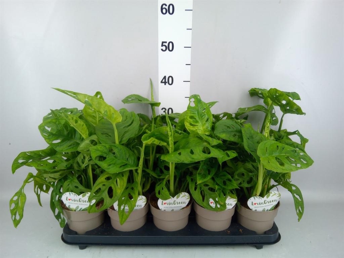 <h4>Monstera obliqua 'Leichtlinii'</h4>