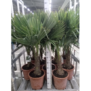 Trachycarpus fortunei