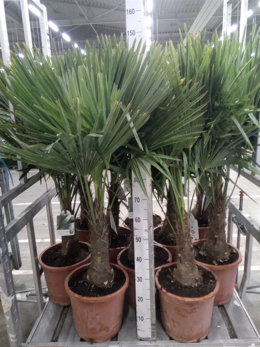 <h4>Trachycarpus fortunei</h4>