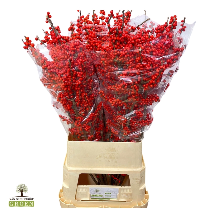 <h4>ILEX VE RODE BES</h4>