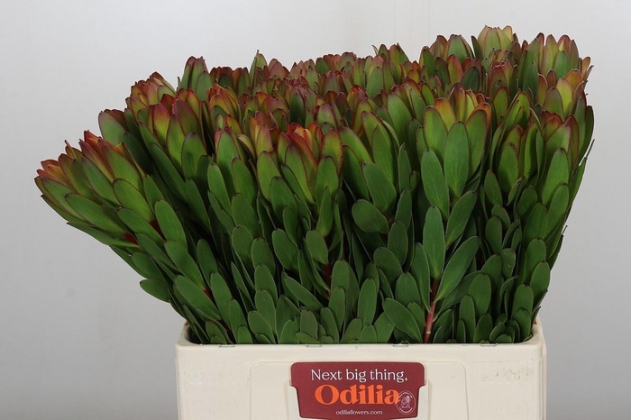 <h4>LEUCAD SAF GOLDSTRIK</h4>