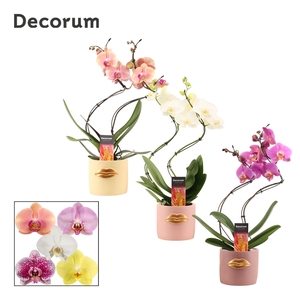 Phalaenopsis hurricane mix in Lovely (Luxury World-collection)