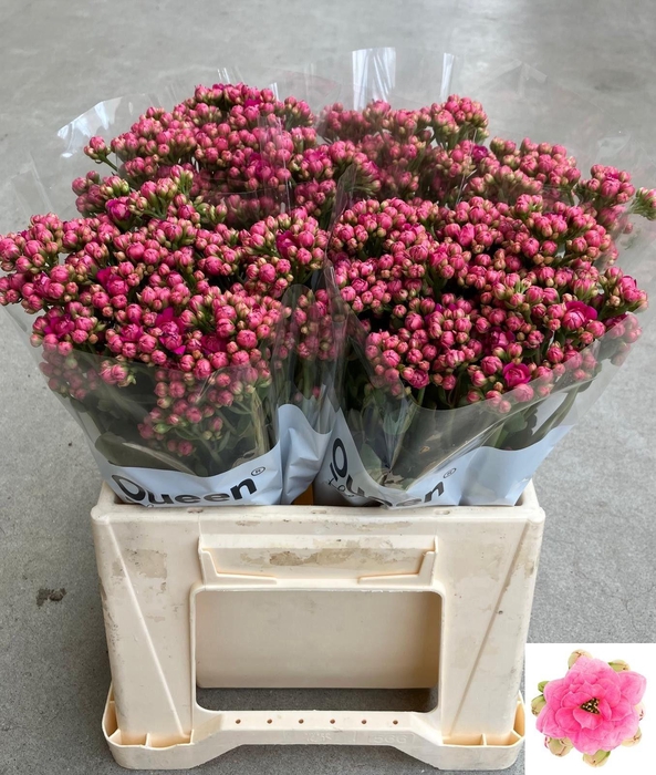 <h4>KAL SWE PINK MEADOW</h4>