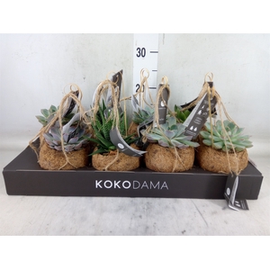 Succulents   ...mix 4