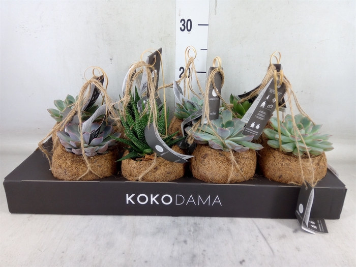 <h4>Succulents   ...mix 4</h4>