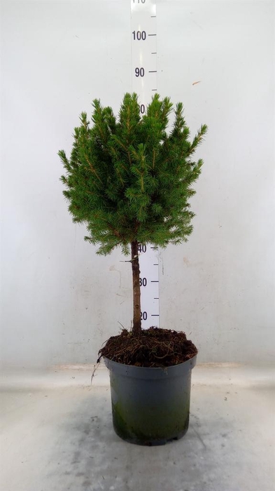 <h4>Picea glauca 'Conica'</h4>