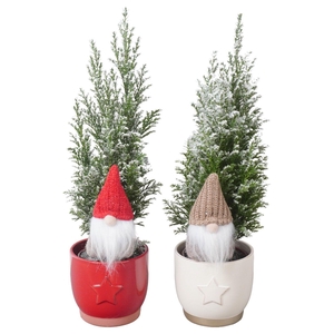 PTK25156 Ellwoodii met sneeuw in keramiek mix met decoratie