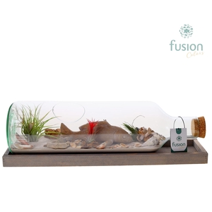 Green Bottle Fles Large liggend Maritiem met Tillandsia Air Plants