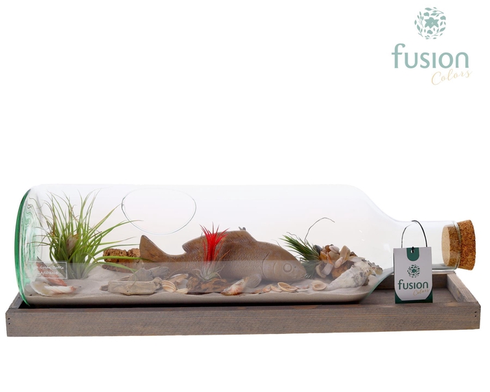 <h4>Green Bottle Fles Large liggend Maritiem met Tillandsia Air Plants</h4>