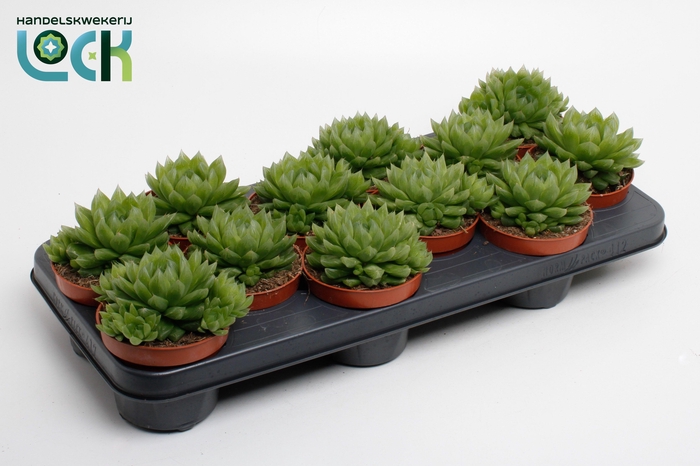 <h4>Haworthia Cooperi</h4>