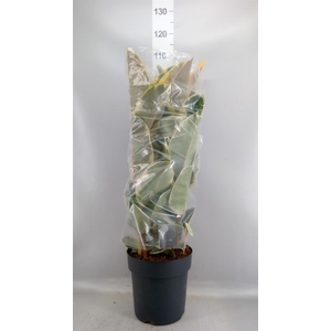 Ficus elastica 'Tineke'