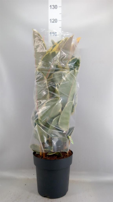 <h4>Ficus elastica 'Tineke'</h4>