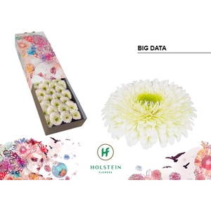 Gerbera Pomponi Big Data Doos