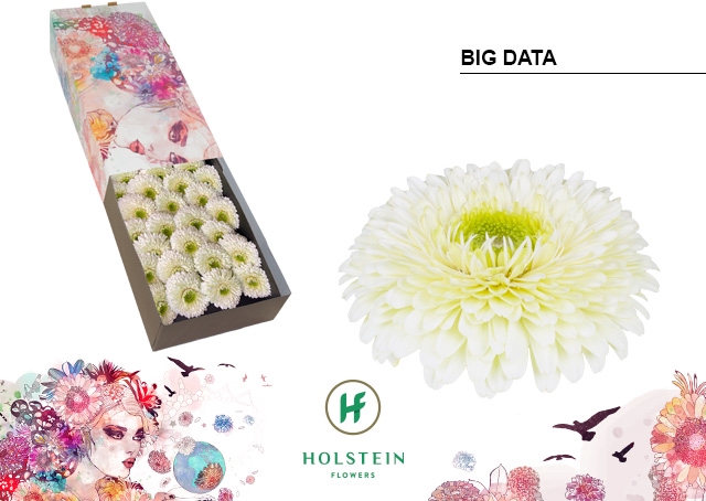 Gerbera Pomponi Big Data Doos