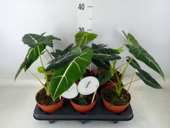 <h4>Alocasia   ...</h4>