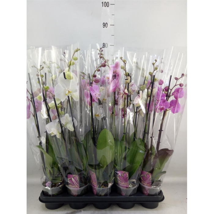 <h4>Phalaenopsis   ...mix</h4>