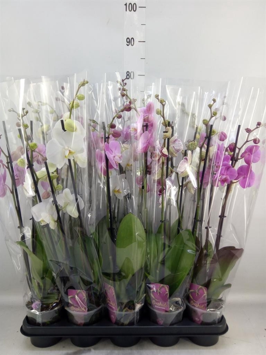 <h4>Phalaenopsis   ...mix</h4>