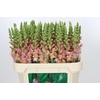 Antirrhinum majus Toulon Apricot