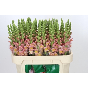 Antirrhinum majus Toulon Apricot