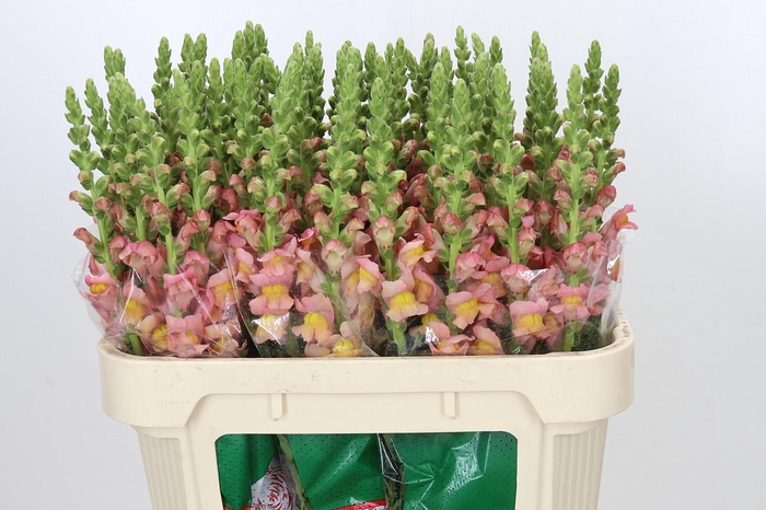 <h4>Antirrhinum majus Toulon Apricot</h4>