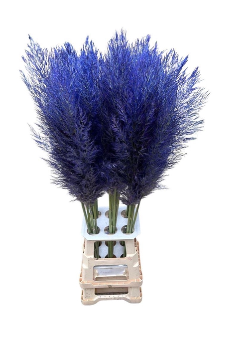 <h4>Cortaderia Opgetrokken Milka Stem</h4>