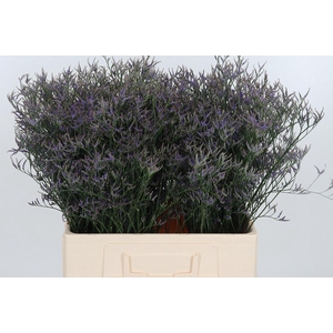 Lim Safora Dark Blue