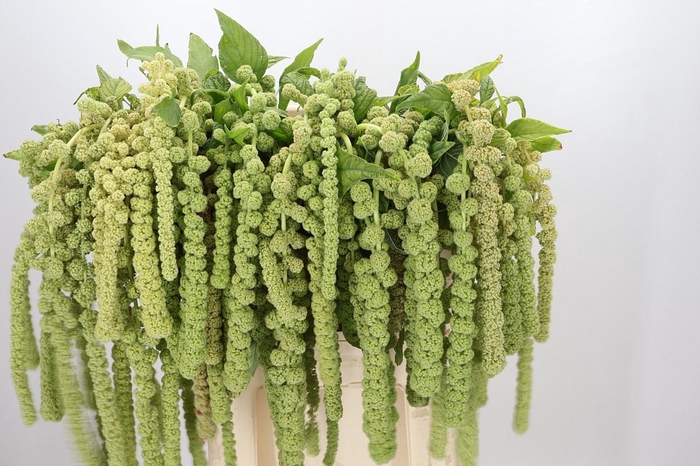 <h4>Amaranthus Caudatus Cycloop</h4>