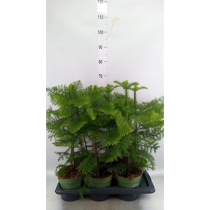 Araucaria heterophylla