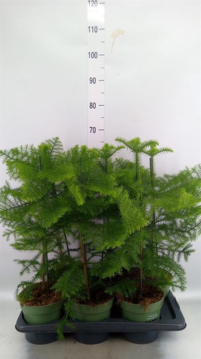 <h4>Araucaria heterophylla</h4>